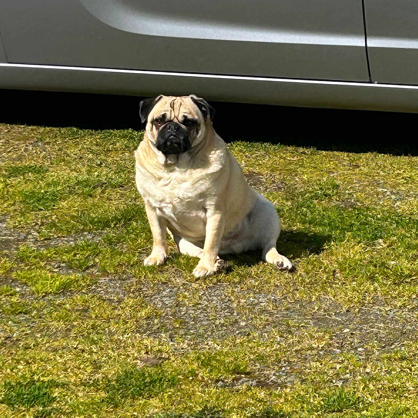 Chato joined the competition — help win amazing prizes! dog, pug, grass, outdoor, sunlight, car, vehicle, pet, animal, sitting, fur, mammal, canine, daytime, shadow, nature, guarding, cute, watchful, leisure