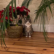 Pepette participe au concours pour gagner de l'argent avec cette photo : cat, indoor, plant, poinsettia, basket, wooden_floor, greenery, domestic_cat, sitting, wall, natural_light, decor, pet, houseplant, leaf, flooring, cozy, feline, home, ornamental_plant