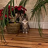 cat, indoor, plant, poinsettia, basket, wooden_floor, greenery, domestic_cat, sitting, wall, natural_light, decor, pet, houseplant, leaf, flooring, cozy, feline, home, ornamental_plant