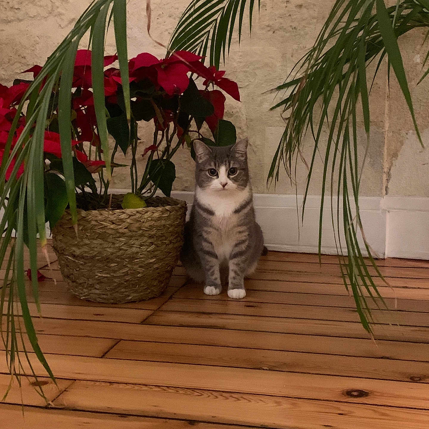 Pepette participe au concours pour gagner de l'argent avec cette photo : cat, indoor, plant, poinsettia, basket, wooden_floor, greenery, domestic_cat, sitting, wall, natural_light, decor, pet, houseplant, leaf, flooring, cozy, feline, home, ornamental_plant