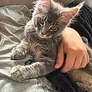 Grey Goose joined the competition — help win amazing prizes! animal, blanket, cat, couch, cozy, cute, ears, eyes, feline, fluffy, grey_fur, hand, indoor, kitten, person, pet, relaxing, resting, soft, whiskers