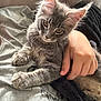 animal, blanket, cat, couch, cozy, cute, ears, eyes, feline, fluffy, grey_fur, hand, indoor, kitten, person, pet, relaxing, resting, soft, whiskers