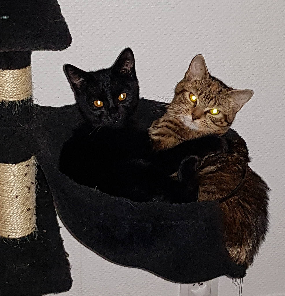 Mistic a rejoint le concours — aidez-le/la à gagner de superbes lots ! asian, black_cat, bombay, british_shorthair, carnivore, cat, domestic_short_haired_cat, european_shorthair, felidae, kitten, small_to_medium_sized_cats, whiskers