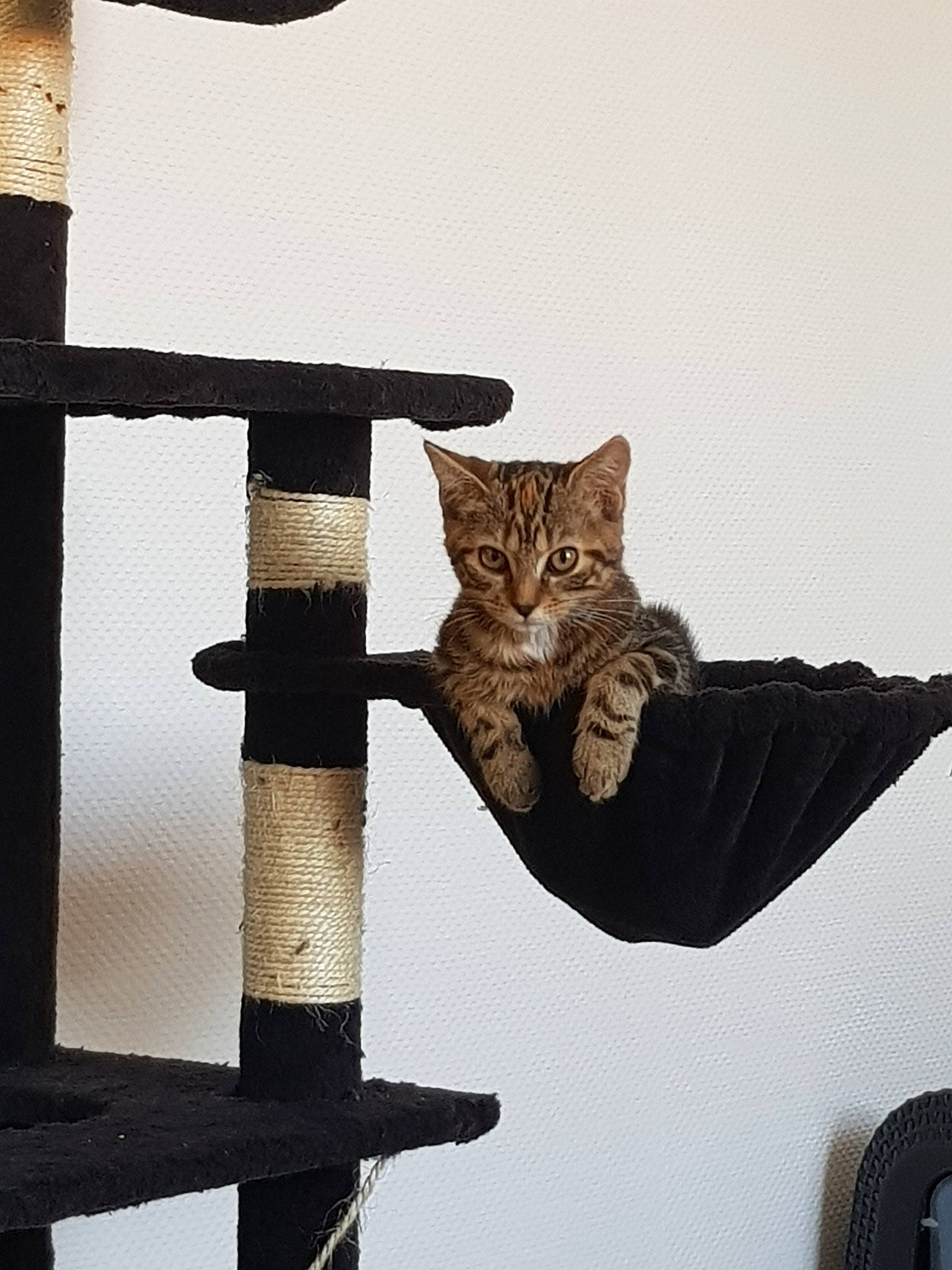 Mistic a rejoint le concours — aidez-le/la à gagner de superbes lots ! aegean_cat, american_shorthair, asian, carnivore, cat, domestic_short_haired_cat, dragon_li, european_shorthair, felidae, fur, kitten, ocicat, polydactyl_cat, small_to_medium_sized_cats, tabby_cat, tail, tree, whiskers, wild_cat, wood