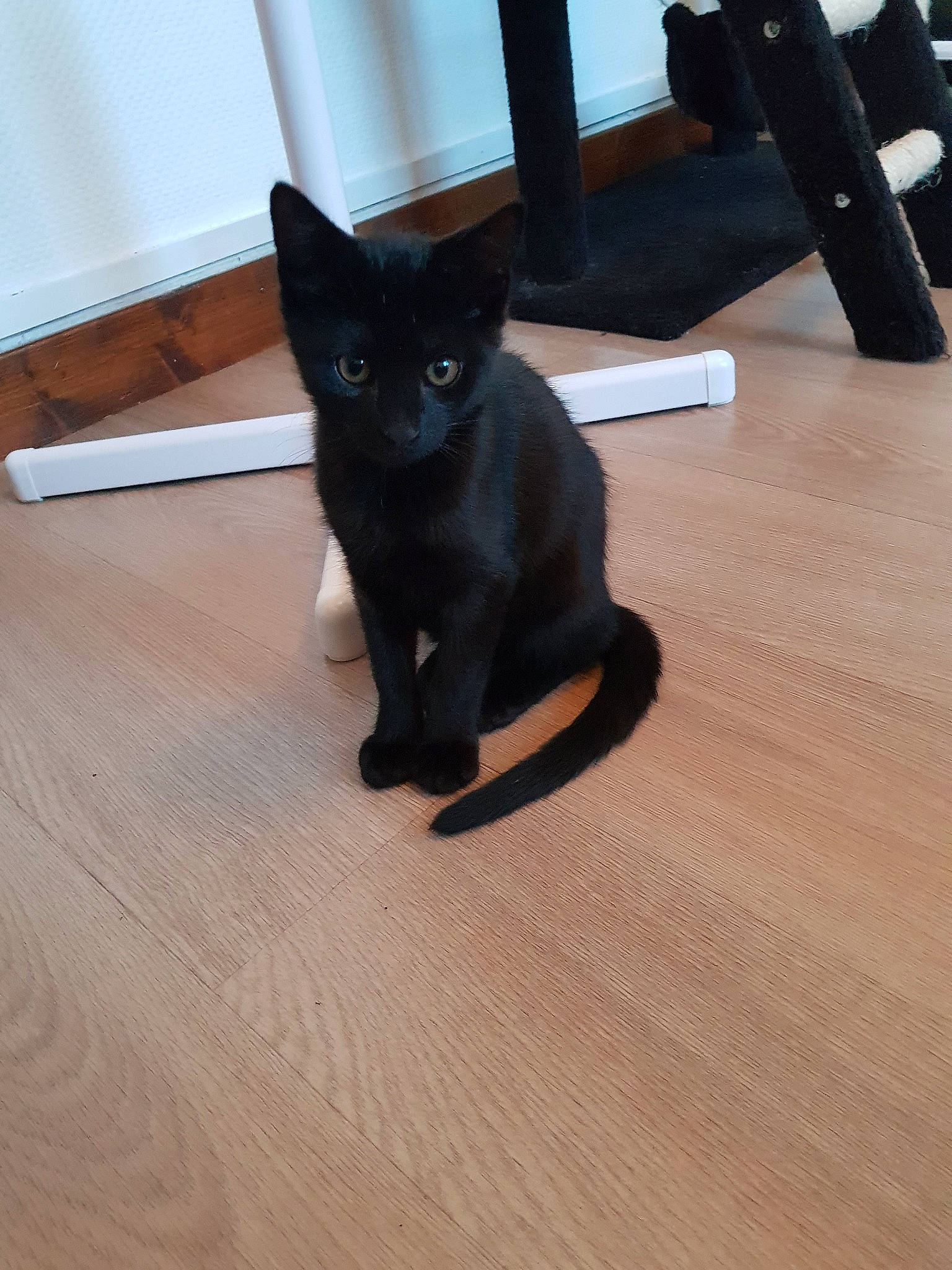 Orion participe au concours pour gagner de l'argent avec cette photo : asian, black, black_cat, bombay, burmese, carnivore, cat, felidae, floor, flooring, hardwood, havana_brown, kitten, korat, laminate_flooring, mammal, small_to_medium_sized_cats, whiskers, wood, wood_flooring