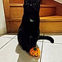 black_cat, cat, pet, indoor, tile_floor, wooden_stairs, pumpkin, halloween, decoration, animal, cute, sitting, shadow, white_patch, curious, domestic_cat, floor, staircase, small_object, orange