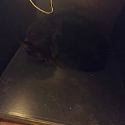 Radjah a rejoint le concours — aidez-le/la à gagner de superbes lots ! cat, dark, shadows, sleeping, indoor, wooden_floor, cord, low_light, feline, resting, quiet, hidden, pet, cozy, black_cat, faint, blurred, shadowy, still, calm