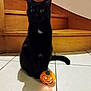 black_cat, cat, pet, animal, indoors, stairs, wood, tile_floor, pumpkin, jack_o_lantern, halloween, shadow, cute, wide_eyes, sitting, night, glowing, orange, small, decor