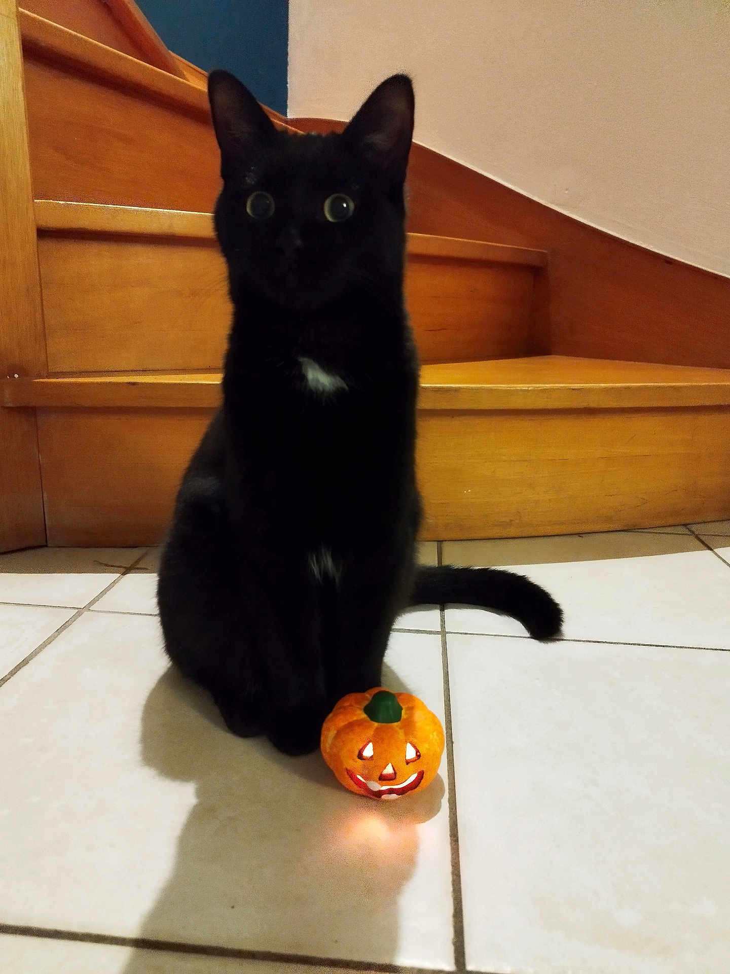 Radjah participe au concours pour gagner de l'argent avec cette photo : black_cat, cat, pet, animal, indoors, stairs, wood, tile_floor, pumpkin, jack_o_lantern, halloween, shadow, cute, wide_eyes, sitting, night, glowing, orange, small, decor