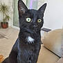 Radjah participe au concours pour gagner de l'argent avec cette photo : black_cat, cat, pet, indoor, feline, yellow_eyes, white_patch, sitting, couch, furniture, plant, home, domestic_animal, whiskers, ears, fur, alert, animal, close_up, portrait