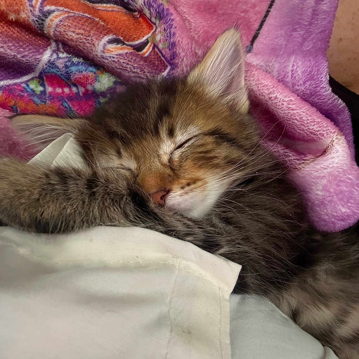 Diesel is registered to the contest to win money with this photo: animal, blanket, closeup, cozy, cute, domestic_cat, fur, indoor, kitten, orange, peaceful, pet, purple, resting, sleeping, soft, tabby, whiskers, white_fabric, young_animal