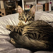Paddington participe au concours pour gagner de l'argent avec cette photo : animal, bed, bookshelf, cat, cozy, curious, cute, domestic, ears, eyes, fur, furniture, home, indoor, kitten, pet, resting, tabby, tail, whiskers