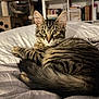animal, bed, bookshelf, cat, cozy, curious, cute, domestic, ears, eyes, fur, furniture, home, indoor, kitten, pet, resting, tabby, tail, whiskers