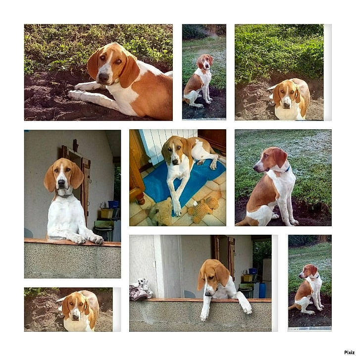 Happy participe au concours pour gagner de l'argent avec cette photo : ancient_dog_breeds, art, carnivore, collage, collar, comfort, companion_dog, dog, dog_breed, dog_collar, dog_supply, mammal, pet_supply, photograph, photography, plant, sporting_group, vertebrate, working_animal