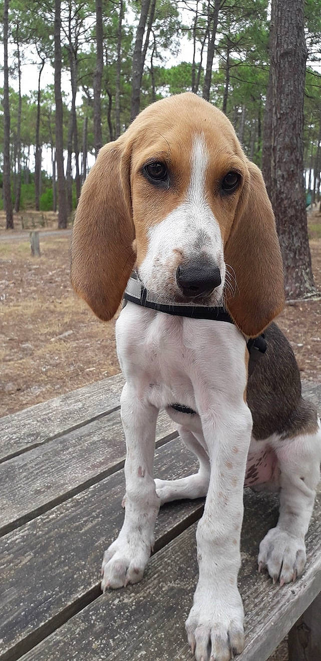 Happy a rejoint le concours — aidez-le/la à gagner de superbes lots ! canidae, carnivore, collar, companion_dog, dog, dog_breed, dog_collar, dog_supply, fawn, hound, hunting_dog, liver, pet_supply, scent_hound, snout, sporting_group, terrestrial_animal, tree, wood, working_animal