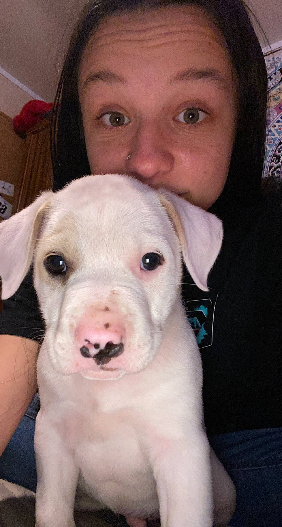 Po Po is registered to the contest to win money with this photo: canidae, carnivore, cheek, companion_dog, dog, dog_breed, ear, eyelash, fawn, fur, jaw, mammal, nose, selfie, skin, snout, sporting_group, toy_dog, whiskers, working_animal