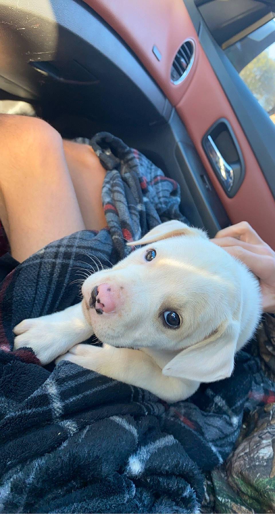 Po Po is registered to the contest to win money with this photo: automotive_design, automotive_exterior, automotive_lighting, car, car_seat, carnivore, child, companion_dog, dog, dog_breed, family_car, fawn, gesture, motor_vehicle, personal_luxury_car, plaid, steering_wheel, street_fashion, tartan, vehicle_door