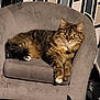 Rayban participe au concours pour gagner de l'argent avec cette photo : animal, cat, chair, closeup, cozy, cute, domestic_animal, feline, fluffy, furniture, indoor, living_room, looking, mammal, paws, pet, relaxed, resting, tabby_cat, whiskers