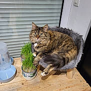 Rayban a rejoint le concours — aidez-le/la à gagner de superbes lots ! animal, brown, cat, cozy, curious, domestic_animal, feline, fluffy, furry, green_grass, household, indoor, pet_bed, plant_pots, relaxed, tabby_cat, water_dispenser, white_paws, window_blinds, wooden_table