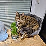 animal, brown, cat, cozy, curious, domestic_animal, feline, fluffy, furry, green_grass, household, indoor, pet_bed, plant_pots, relaxed, tabby_cat, water_dispenser, white_paws, window_blinds, wooden_table