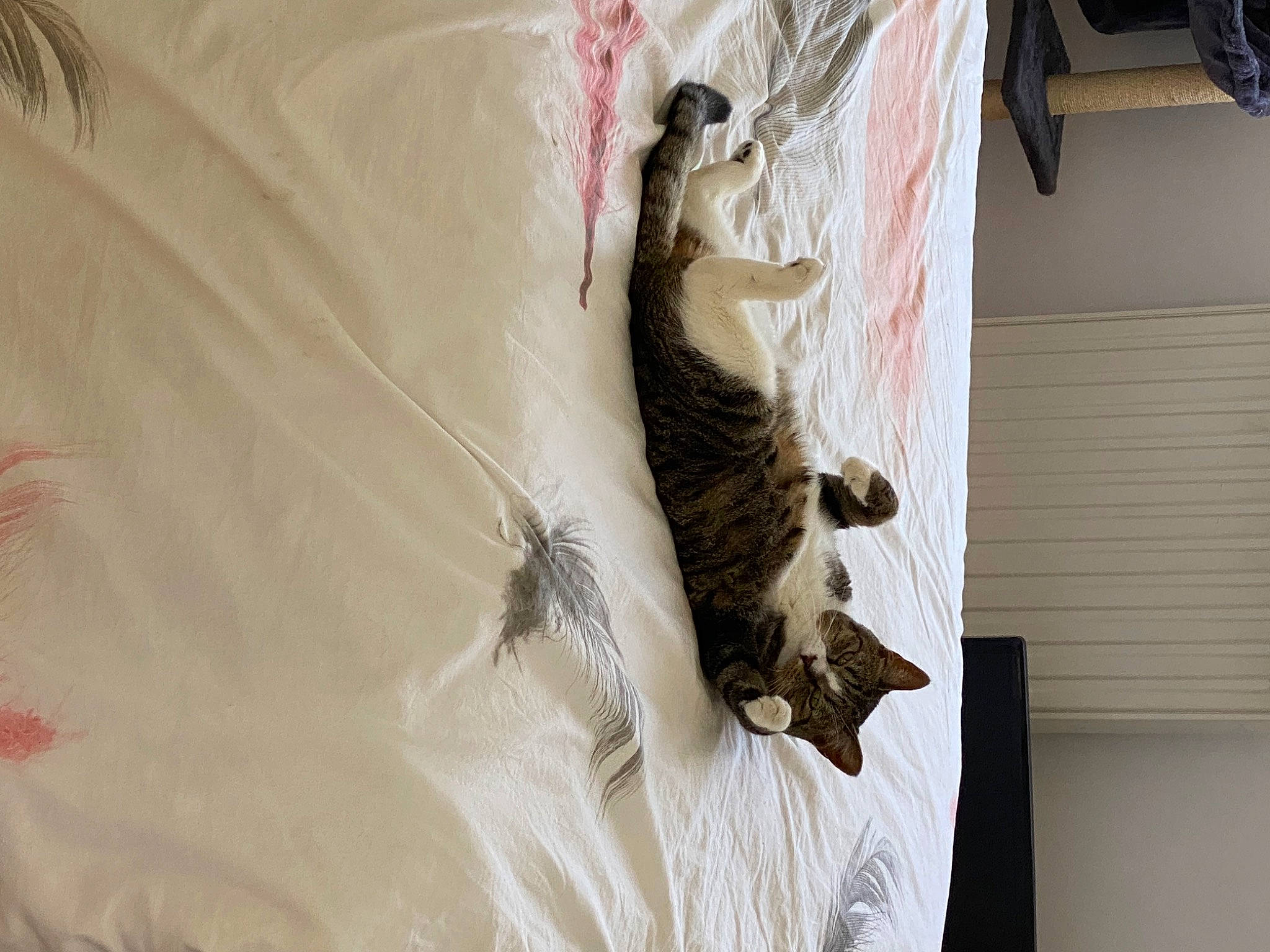 Jeyna participe au concours pour gagner de l'argent avec cette photo : bed, bedding, carnivore, cat, ceiling, comfort, domestic_short_haired_cat, fawn, felidae, flooring, fur, hardwood, linens, room, small_to_medium_sized_cats, tail, textile, whiskers, window, wood
