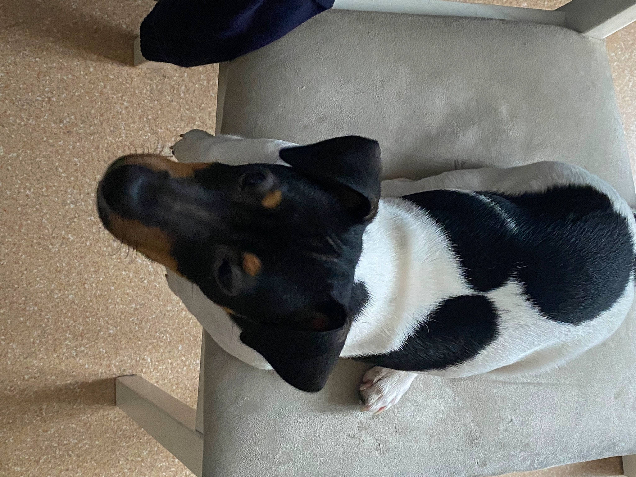 Smooky participe au concours pour gagner de l'argent avec cette photo : bored, canidae, carnivore, comfort, companion_dog, couch, dog, dog_breed, fur, grey, non_sporting_group, pet_supply, rectangle, sporting_group, tail, terrestrial_animal, whiskers, working_animal