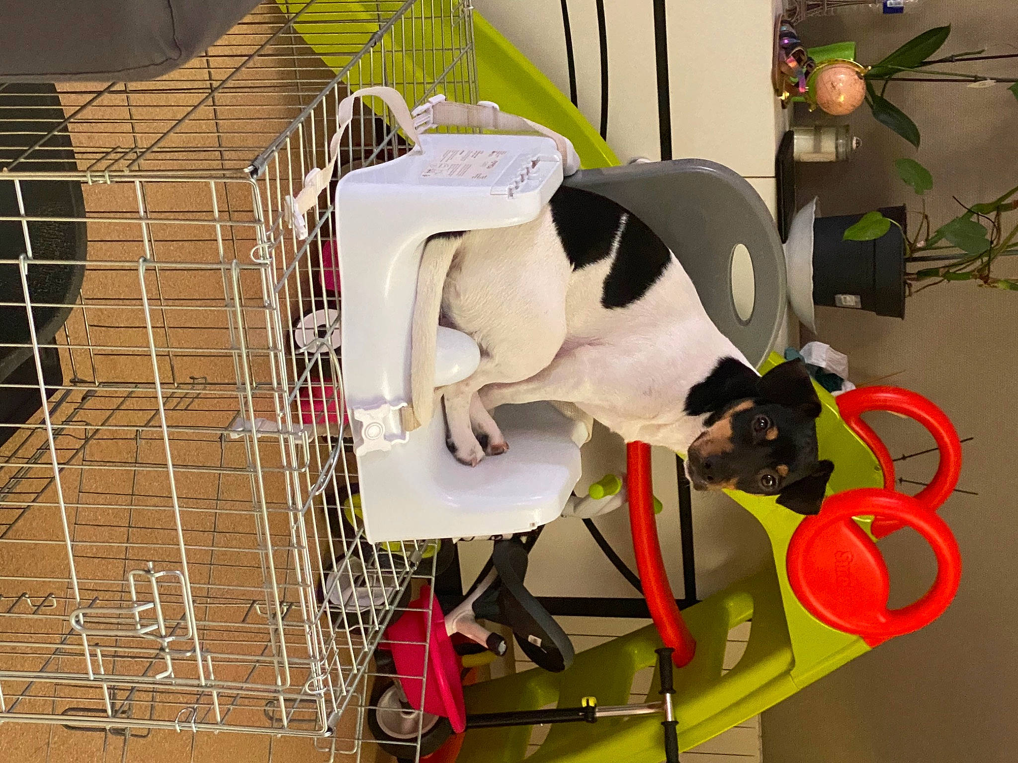 Smooky participe au concours pour gagner de l'argent avec cette photo : cage, carnivore, cat, companion_dog, dog_breed, dog_supply, eyewear, felidae, flowerpot, houseplant, machine, mesh, pet_supply, plant, room, small_to_medium_sized_cats