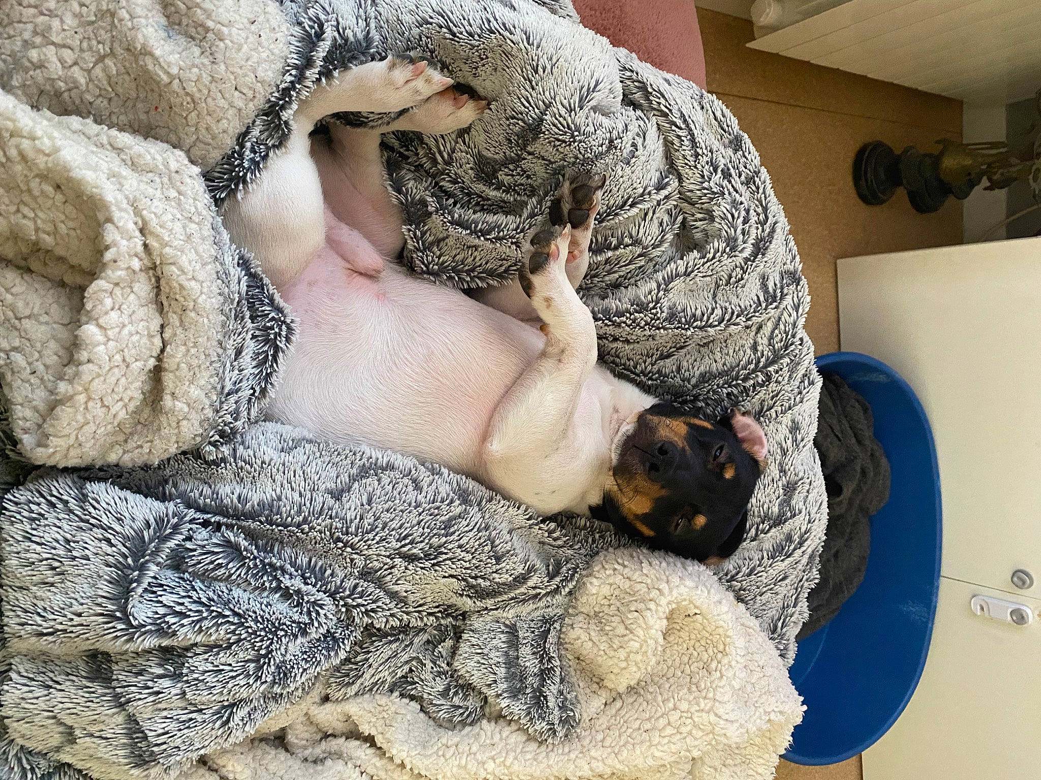 Smooky participe au concours pour gagner de l'argent avec cette photo : comfort, companion_dog, couch, dress, fawn, felidae, fur, hat, human_body, human_leg, linens, military_camouflage, nap, pattern, sitting, sleep, small_to_medium_sized_cats, tree, wood, wool