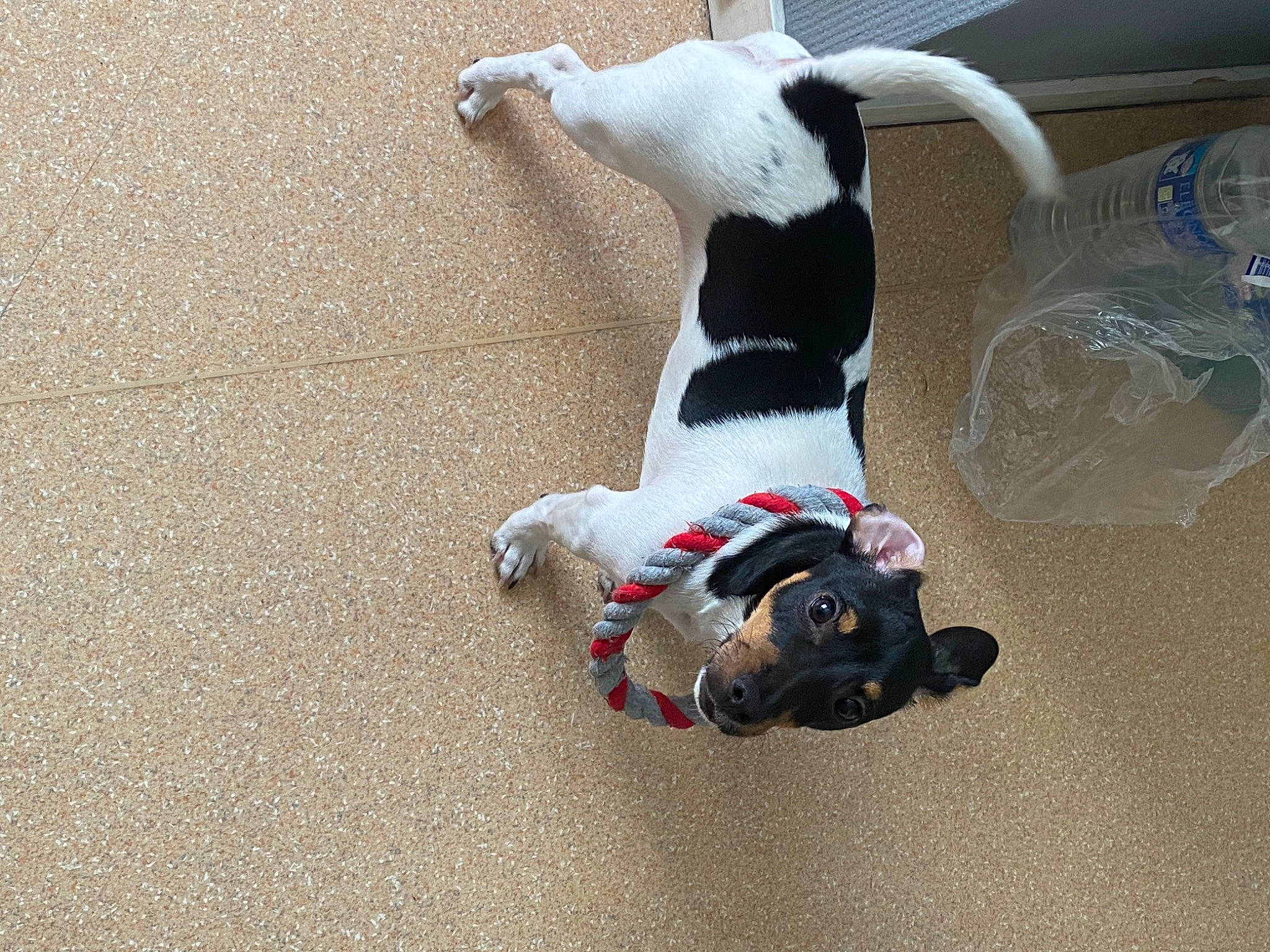 Smooky a rejoint le concours — aidez-le/la à gagner de superbes lots ! asphalt, canidae, carmine, carnivore, collar, companion_dog, dog, dog_breed, dog_supply, fawn, flooring, fur, leash, non_sporting_group, paw, pet_supply, road_surface, sporting_group, tail, working_animal