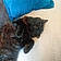 Minette