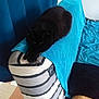 animal, black_cat, blue, cat, comfort, couch, cozy, curtain, feline, furniture, home, indoor, living_room, orange_cushion, pet, relaxed, resting, soft, striped, towel