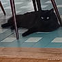Minette a rejoint le concours — aidez-le/la à gagner de superbes lots ! animal, black_cat, cat, chair, domestic_animal, eyes, floor, fur, furniture, home, indoor, lying_down, mammal, pet, quiet, relaxing, resting, shadow, tile_floor, whiskers