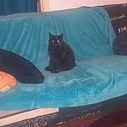 Minette participe au concours pour gagner de l'argent avec cette photo : animal, black_cat, cat, couch, cozy, curtain, domestic, feline, flash, fur, furniture, glowing_eyes, household, indoor, pet, pillow, quiet, room, sitting, teal