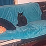 animal, black_cat, cat, couch, cozy, curtain, domestic, feline, flash, fur, furniture, glowing_eyes, household, indoor, pet, pillow, quiet, room, sitting, teal
