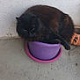 animal, black_cat, cat, container, cute, domestic, ears, feline, floor, flower_pot, fur, indoor, paw, pet, purple_pot, resting, sitting, small_space, wall, whiskers