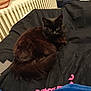 animal, bedroom, black_cat, blanket, cat, cozy, curious, domestic_cat, feline, fluffy_fur, fur, indoor, looking_at_camera, pet, radiator, relaxed, resting, soft, tail, yellow_eyes