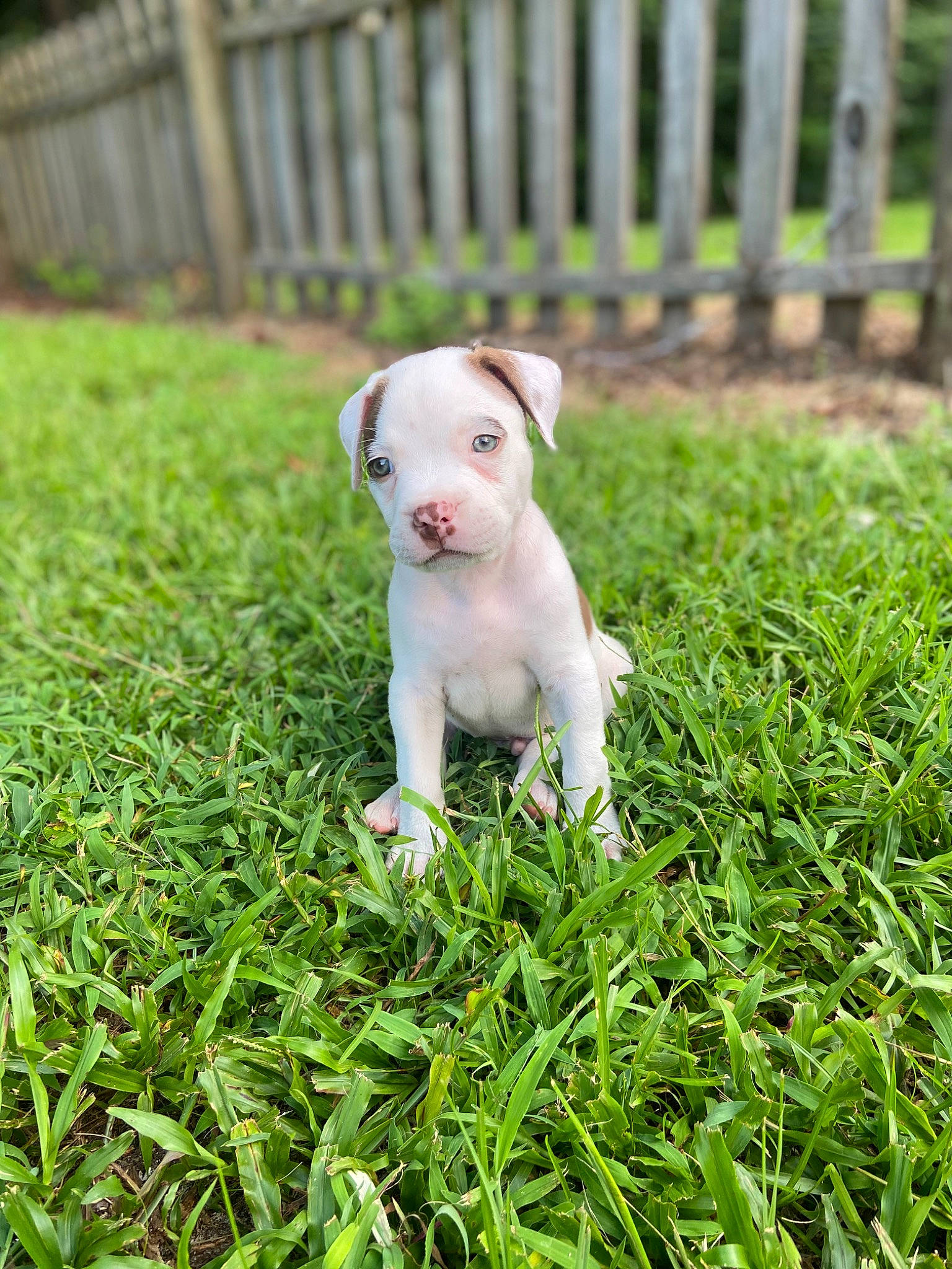 Gunner James joined the competition — help win amazing prizes! canidae, carnivore, collar, companion_dog, dog, dog_breed, fawn, fence, grass, grassland, groundcover, home_fencing, lawn, plant, snout, sporting_group, tail, terrestrial_animal, whiskers, working_animal