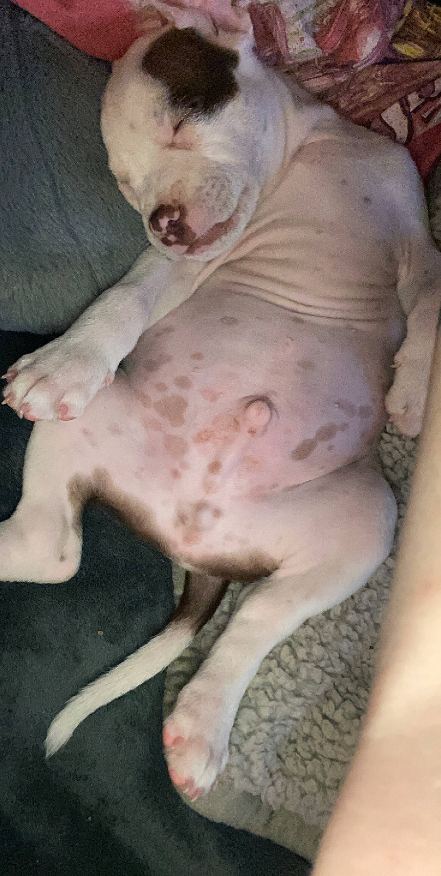 Gunner James is registered to the contest to win money with this photo: canidae, carnivore, companion_dog, cordoba_fighting_dog, dog, dog_breed, fawn, flesh, jaw, non_sporting_group, paw, pet_supply, snout, sporting_group, tail, terrestrial_animal, working_animal