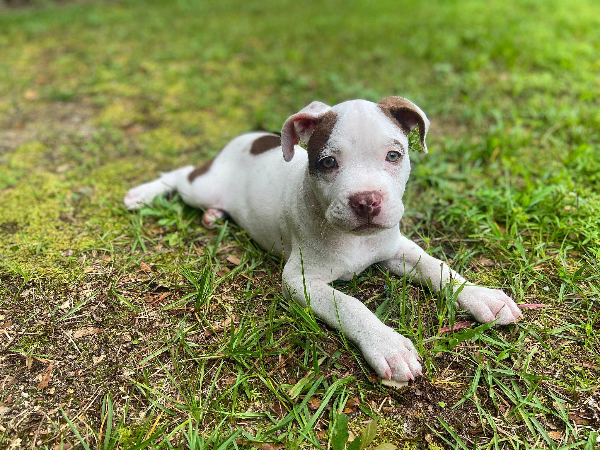 Gunner James joined the competition — help win amazing prizes! canidae, carnivore, collar, companion_dog, dog, dog_breed, dog_collar, dogo_guatemalteco, fawn, grass, grassland, groundcover, non_sporting_group, pasture, plant, snout, sporting_group, tail, terrestrial_animal, working_animal