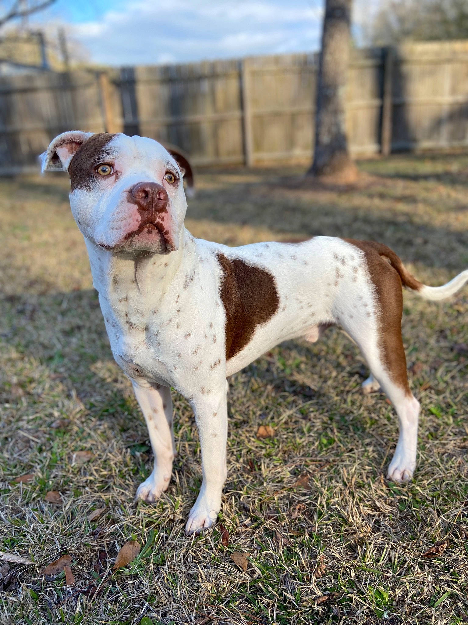 Gunner James joined the competition — help win amazing prizes! art, boston_terrier, bulldog, carnivore, collar, companion_dog, dog, dog_breed, dog_collar, fawn, grass, molosser, non_sporting_group, plant, sky, snout, sporting_group, tail, working_animal, working_dog