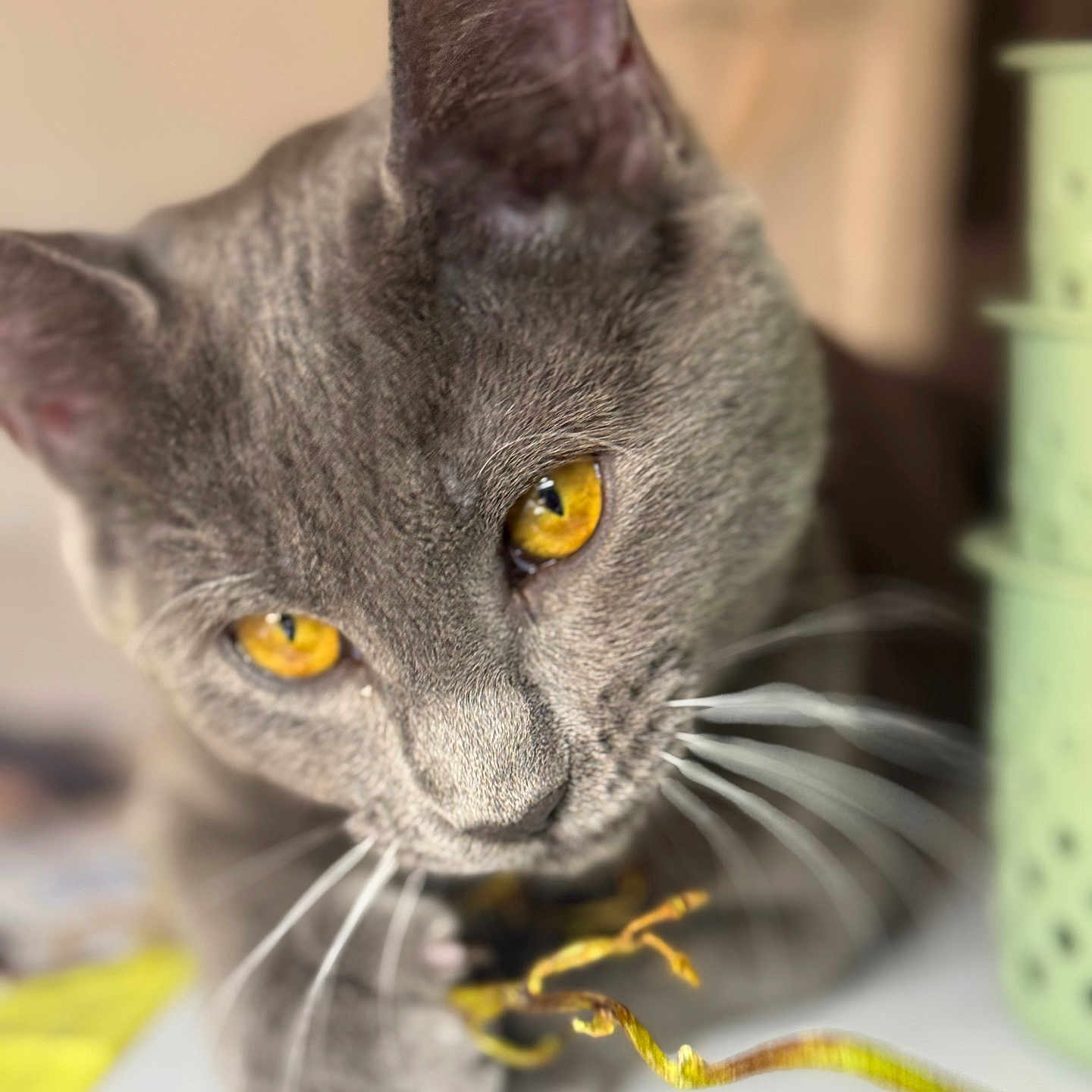Yelloh participe au concours pour gagner de l'argent avec cette photo : animal, cat, close_up, curious, cute, domestic_cat, feline, golden_eyes, gray_cat, household, indoor, mammal, pet, playing, portrait, shallow_depth_of_field, soft_focus, table, twig, whiskers