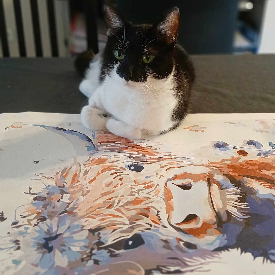 Plume participe au concours pour gagner de l'argent avec cette photo : animal, art, black_and_white, blurred_background, cat, chair, cozy, cute, domestic, eyes, floral, furniture, highland_cow, indoor, painting, pet, portrait, resting, table, whiskers