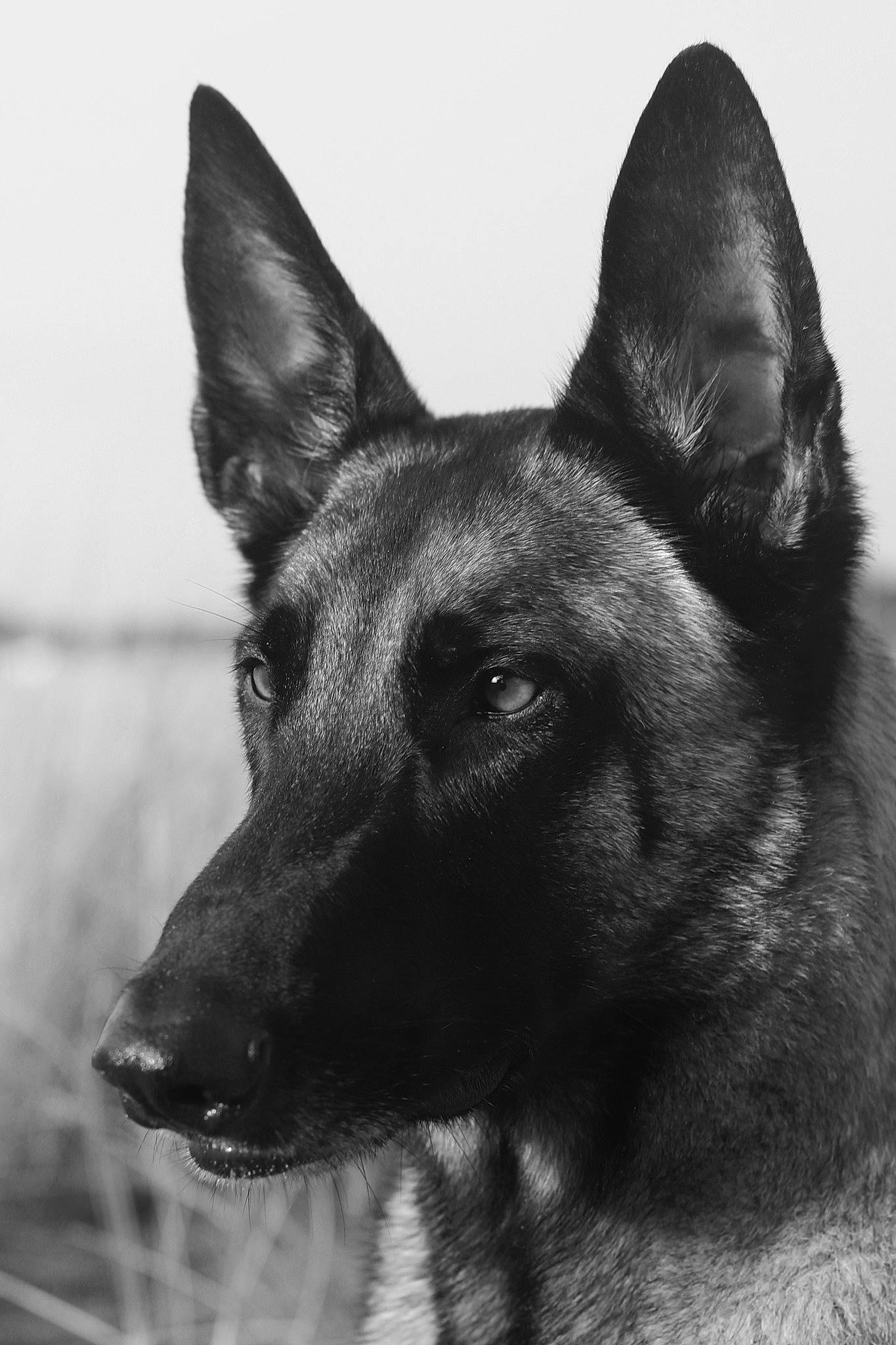 Pablo participe au concours pour gagner de l'argent avec cette photo : black, canidae, carnivore, close_up, dog, dog_breed, eye, fur, german_shepherd_dog, jaw, king_shepherd, monochrome, monochrome_photography, snout, sporting_group, terrestrial_animal, whiskers, wildlife, working_animal, working_dog