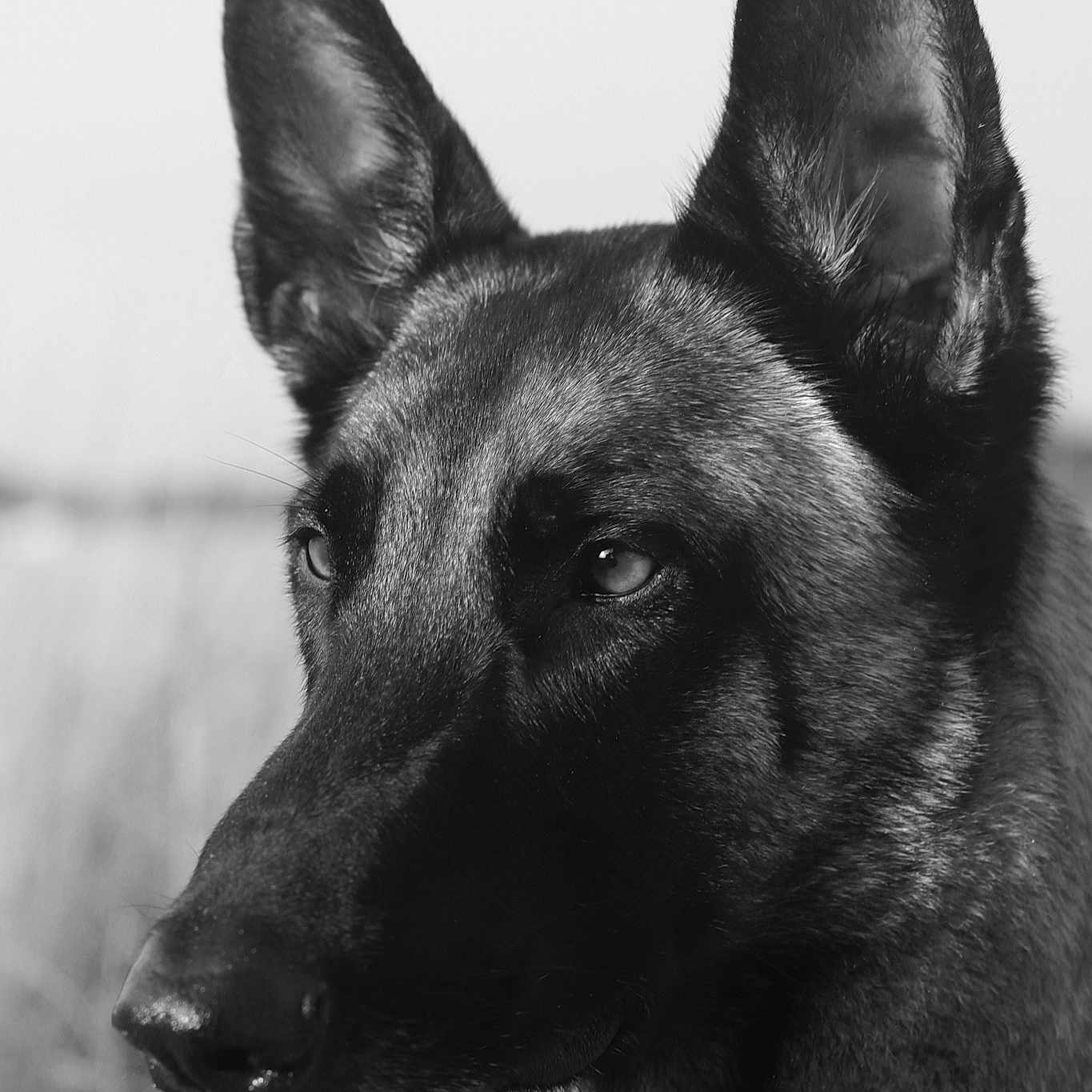 Pablo