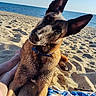 Pablo a rejoint le concours — aidez-le/la à gagner de superbes lots ! dog, beach, sand, ocean, sky, ears, collar, animal, pet, outdoor, sunlight, feet, towel, relaxation, summer, vacation, nature, cute, portrait, daytime