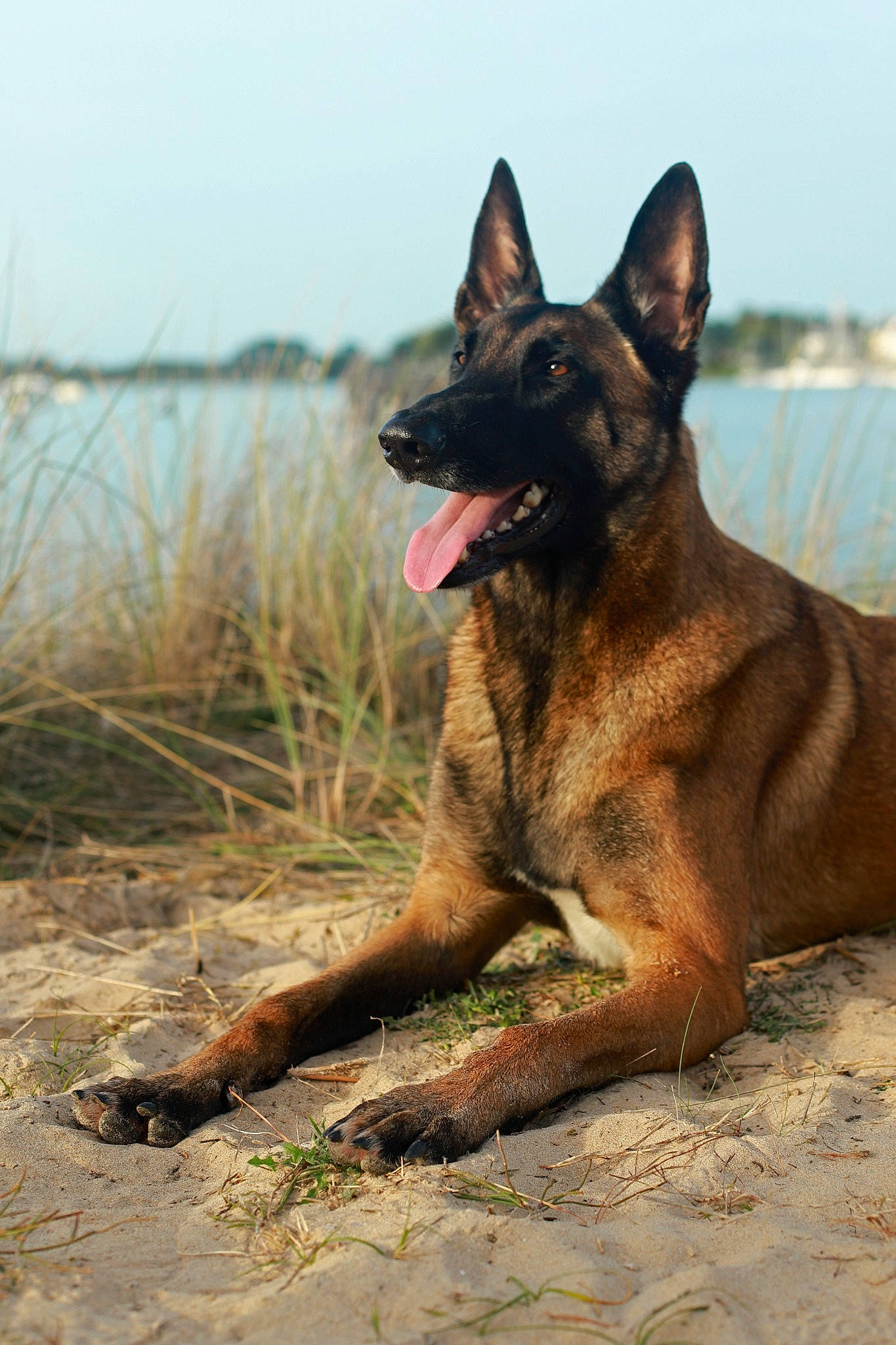 Pablo participe au concours pour gagner de l'argent avec cette photo : biting, canidae, carnivore, dog, dog_breed, east_european_shepherd, fawn, german_shepherd_dog, herding_dog, king_shepherd, lake, old_german_shepherd_dog, sky, snout, sporting_group, terrestrial_animal, water, wildlife, working_animal, working_dog