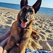 Pablo participe au concours pour gagner de l'argent avec cette photo : dog, beach, sand, ocean, sky, blue_collar, tongue_out, happy, relaxed, sunny, outdoor, water, animal, pet, ears, towel, foot, daytime, nature, canine