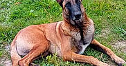 Pablo participe au concours pour gagner de l'argent avec cette photo : dog, belgian_malinois, grass, outdoor, pet, animal, house, lawn, canine, ears_up, relaxed, fur, brown, black_muzzle, daylight, nature, domestic_animal, resting, alert, backyard
