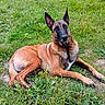 dog, belgian_malinois, grass, outdoor, pet, animal, house, lawn, canine, ears_up, relaxed, fur, brown, black_muzzle, daylight, nature, domestic_animal, resting, alert, backyard
