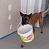 Pablo participe au concours pour gagner de l'argent avec cette photo : dog, bucket, indoor, construction, drywall, floor, animal, pet, brown_dog, canine, unfinished_wall, blue_tape, helpful, mouth_holding, walking, tail, ears_up, concrete_floor, empty_bucket, renovation